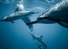 kaiyun-【问答】水拉！？拉塞尔是个什么水平的球员？